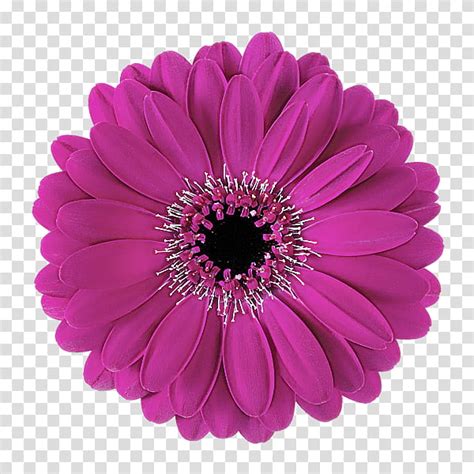 Barberton Daisy Gerbera Flower Violet Petal Pink Purple Plant