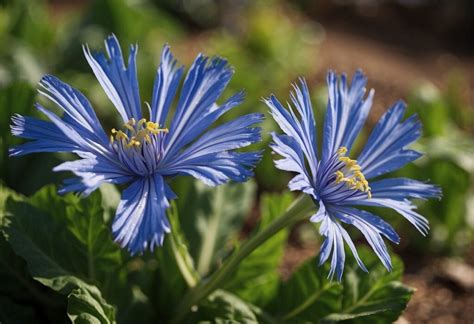 Chicory Vs Endive The Kitchen Community