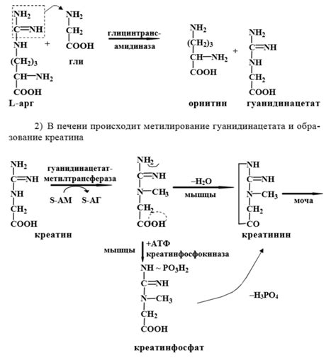 6.Трансметилирование. Метионин и s-аденозилметионин (участие в синтезе ...