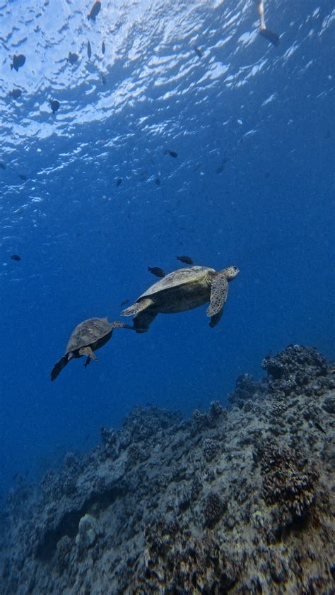 Swim With Sea Turtles In Waikiki Honolulu Hawaii Know Before You Go — Captain Max Boat Tours