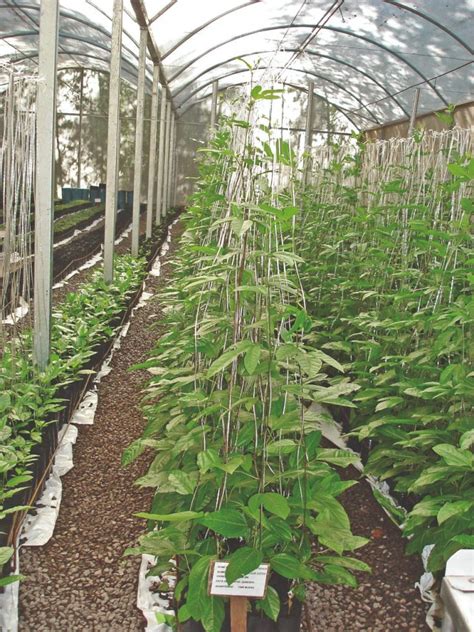 Crit Rios Para Um Cultivo Bem Sucedido De Maracuj Revista Campo