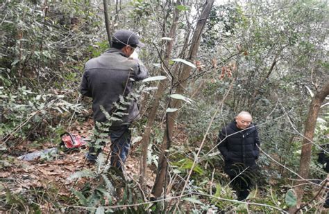 抢抓除治“黄金期”！桃源青林乡开展松材线虫病疫木专项除治行动 市州 三湘都市报 华声在线