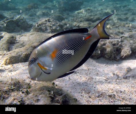 fish - red sea Stock Photo - Alamy