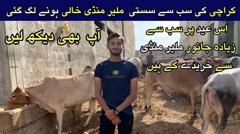 Malir Mandi Karachi Cattle Latest Rates Update June Cow Mandi