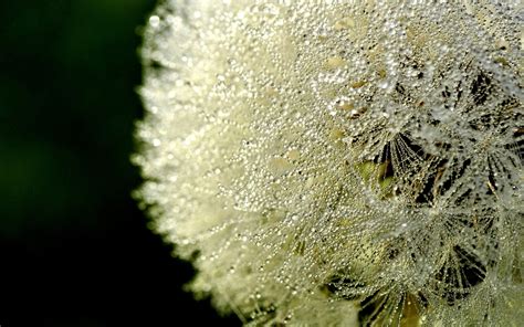 Wallpaper White Nature Branch Green Frost Pollen Dandelion Dew