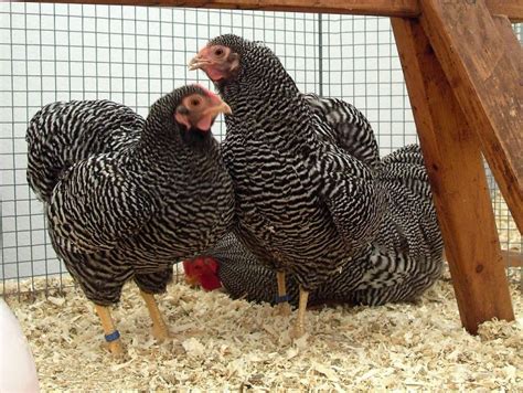 Naked Neck Chicken Breed History Characteristics Temperament Comb