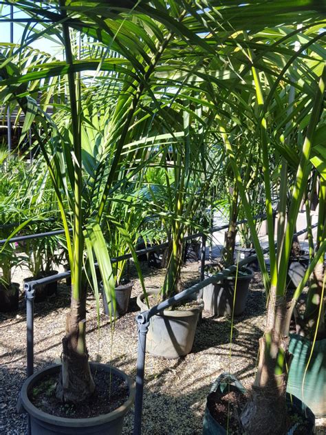 Kentia Palm Palms And Cycads Plants Ross Evans Garden Centre