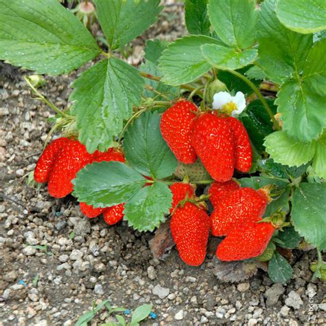 Fraisier Franberry Bio La Barquette De 3 Plants