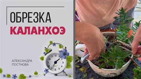 Почему каланхоэ не цветет? Как правильно обрезать каланхоэ, чтобы он ...
