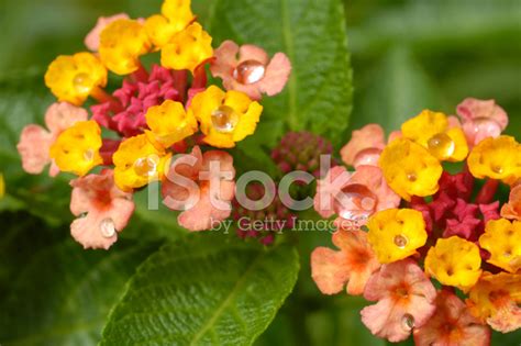 Orange And Yellow Lantana Stock Photo Royalty Free Freeimages