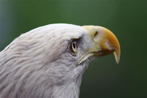 American Bald Eagle Close Up Stock Photo - Image of feathers, hunter ...