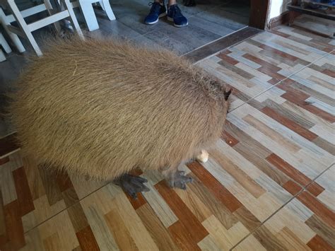 Pet capybara Carpi has a big, round body : r/capybara