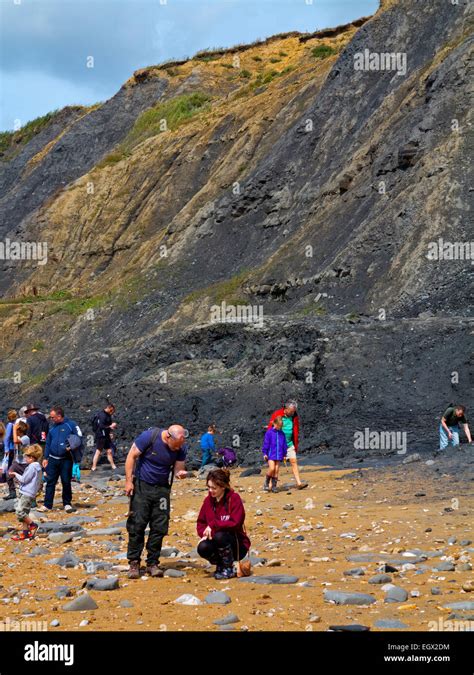 People Hunting For Fossils On The Beach Below The Crumbling Cliffs At Charmouth On The Jurassic