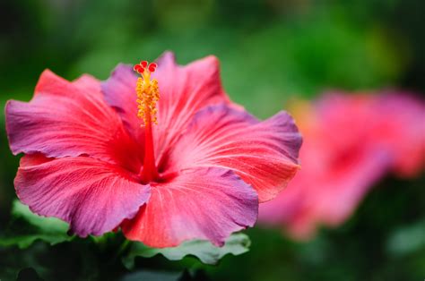 Organic Hibiscus The Power Of Exotic Flowers For A Beautiful You I