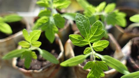 Las plántulas de tomate han florecido y es demasiado pronto para