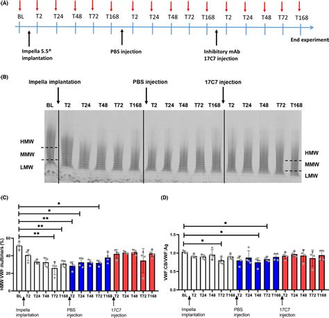 ADAMTS13 Inhibition To Treat Acquired Von Willebrand Syndrome During