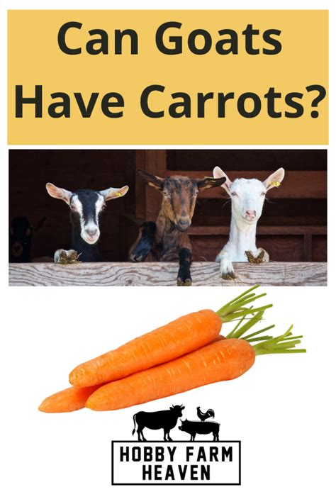 Can Goats Have Carrots? Benefits And Risks · Hobby Farm Heaven