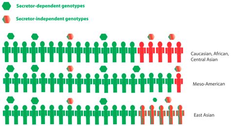 Viruses Free Full Text Genetic Susceptibility To Human Norovirus