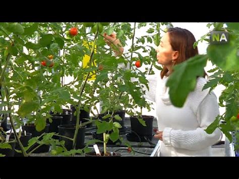 Na Des Tomates Contre Le Cancer De Colon En Augmentant Leur Vitamine C