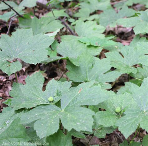 How To Grow Goldenseal Without A Forest Hobby Farms