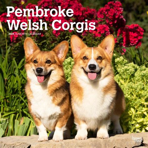 Pembroke Welsh Corgis 2024 12 X 24 Inch Monthly Square Wall Calendar