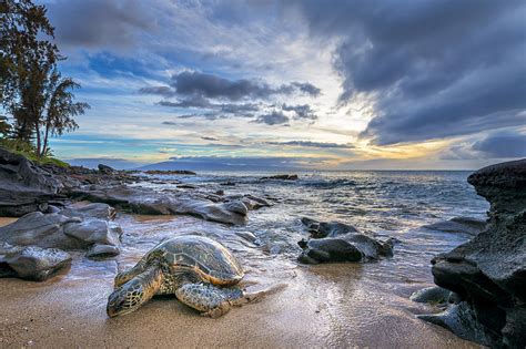 Maui Sea Turtle Photograph By Hawaii Fine Art Photography