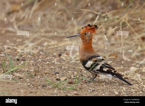 Afrikawiedehopf African Hoopoe Upupa Africana Stock Photo Alamy