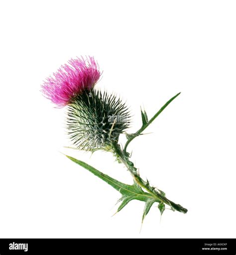 Cirsium Vulgare Scotch Thistle Purple Flower On A Stem Against A