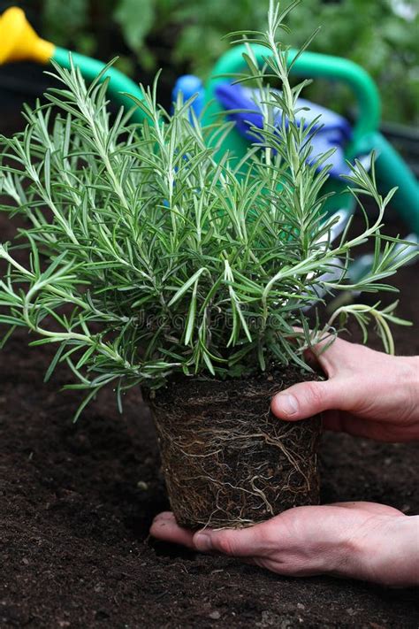 Rosemary Seedling Ready For Planting Stock Photo Image Of Agriculture