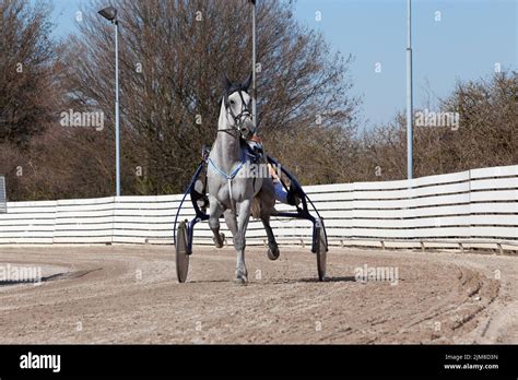 Harness Racing Horse Stock Photo Alamy