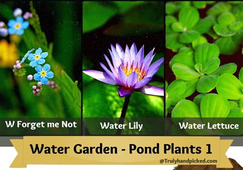 Water Garden Best Aquatic Plants For Small Ponds Plant Care