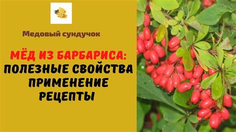 Барбарисовый мёд: Полезные свойства. Вкус. Цвет. Рецепты - Медовый сундучок