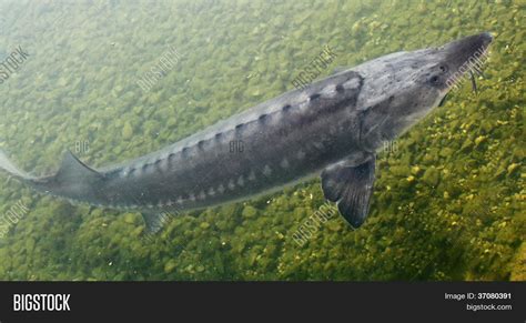 Sturgeon. Big Fish Image & Photo (Free Trial) | Bigstock