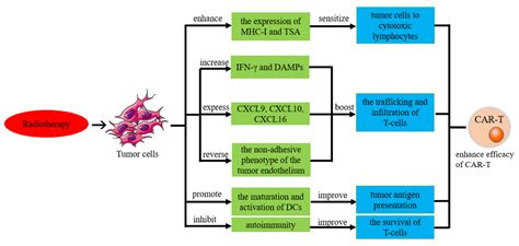 Biomolecules Free Full Text Car T Cells In The Treatment Of Ovarian