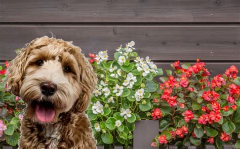 Best Shampoo For Cocker Spaniels Top 5 Ideal Choices