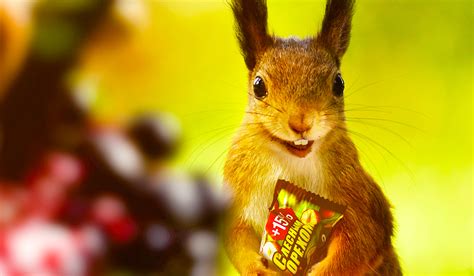 Snickers — Squirrel Behance