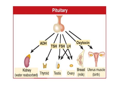 Animal Nervous And Endocrine System