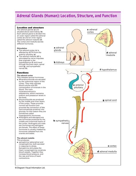 Adrenal Glands (Human): Location, Structure, and Function