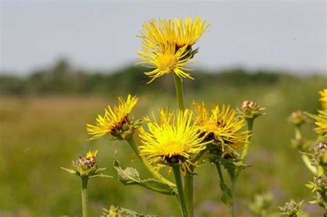 Девясил высокий (Inula helenium L.) - лекарственное, чайное растение ...
