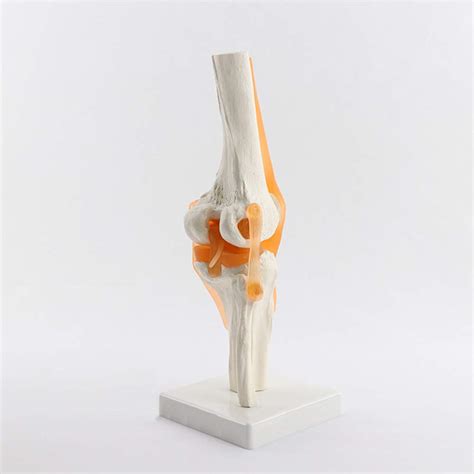 Buy Life Size Human Knee Joint Model With Knee Ligament Knee Anatomy