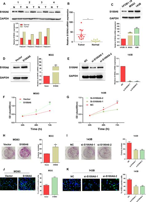 Figure 1 From Snhg1 Functions As An Oncogenic Lncrna And Promotes