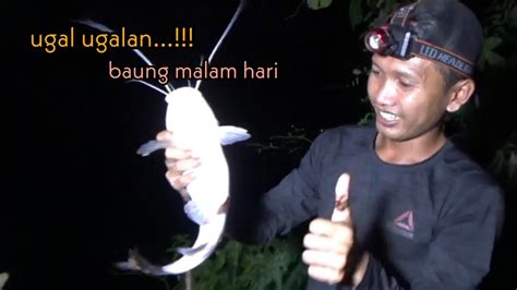 Ugal Ugalan Mancing Baung Malam Hari Gak Sempat Istirahat Youtube