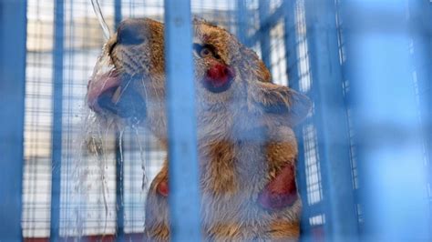 9 starving animals rescued from abandoned zoo in war-torn Aleppo, more ...