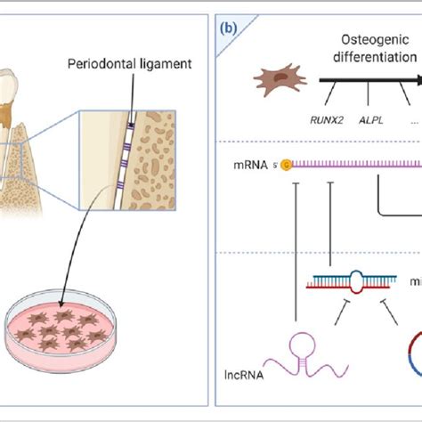 Pdf The Role Of Noncoding Rnas In Osteogenic Differentiation Of Human