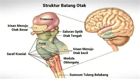 Batang Otak Brainstem Pengertian Fungsi Struktur Dan Bagian