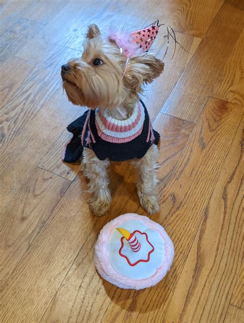 Happy birthday 🎉 Zoe Mae 🎁 2 years old : r/Yorkies