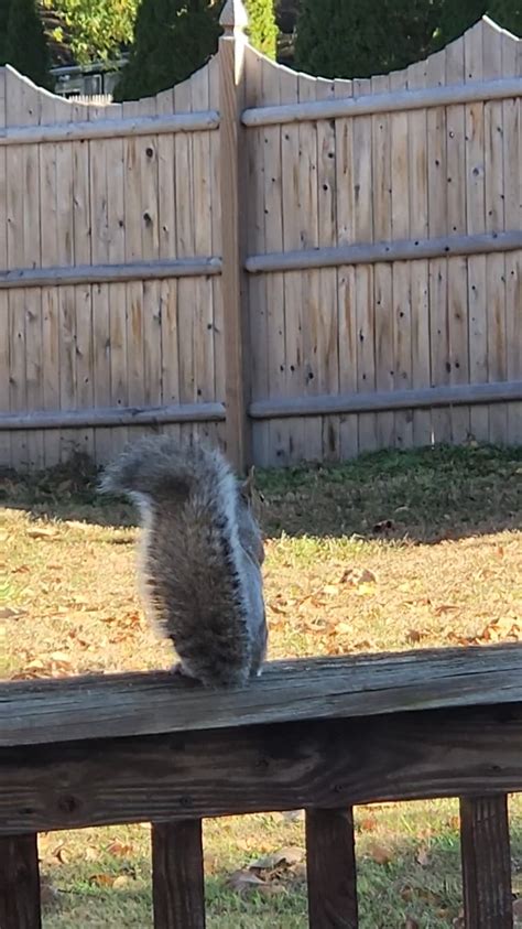 Squirrel screams at world : r/squirrels