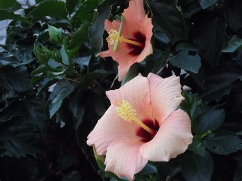 Hintergrundbilder 2048x1536 Px Blumen Hibiskus Italien Natur Rom