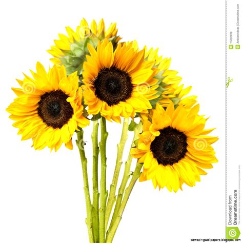 Sunflower Bouquet Clip Art | Amazing Wallpapers