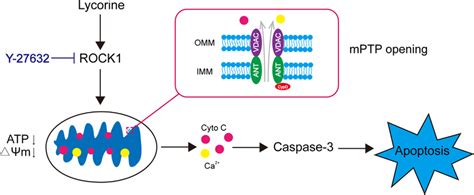 Model Of Lycorine Induced Mitochondrial Apoptosis In Hepg Cells